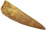 Fossil Spinosaurus Tooth - Real Dinosaur Tooth #238315-1